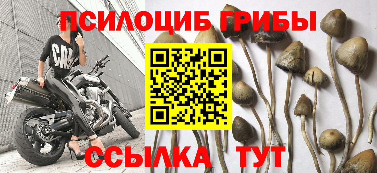 где купить   Галлюциногенные грибы Psilocybine cubensis  Вход с VPN  Сосновоборск 